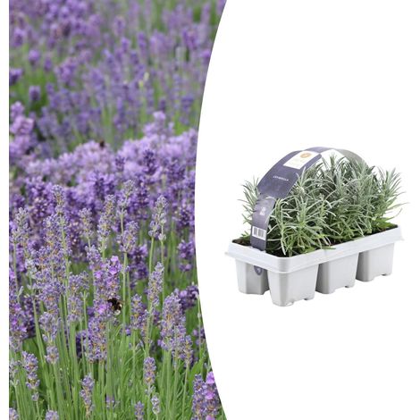Lot de 6 Lavandes Vraies Lavandula Angustifolia Plantes Parfumées Violettes Pot Ø7cm H15cm - PANGIVO (1/5)