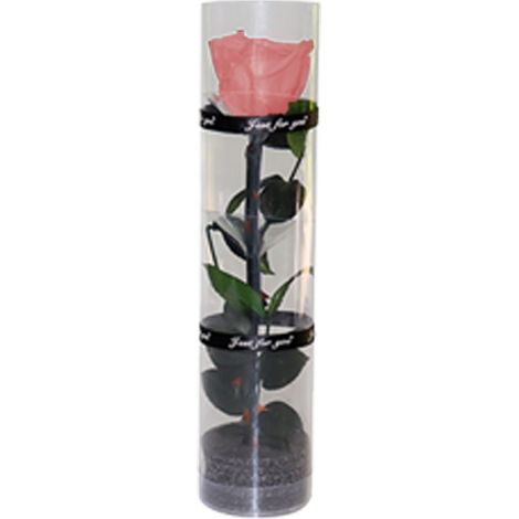 Rose Préservée - Longueur 27 Cm - Diamètre Fleurs 4 5 Cm - Emballage Cadeau Transparent - 1 Pièce (1/5)