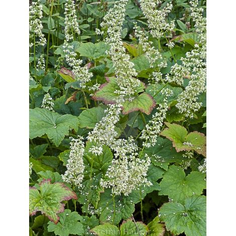 Heuchère 'Chantilly' Godet de 8/9 cm (1/3)