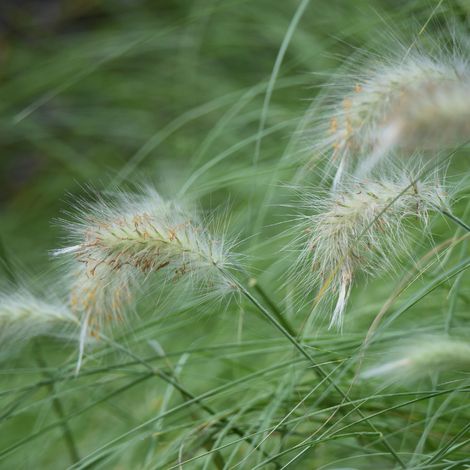 Herbe aux écouvillons doux - Pennisetum villosum godet 9cm (1/2)