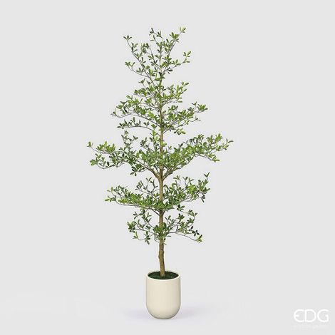EDG Enzo De Gasperi Pianta Artificiale Bucida Buceras Vogue con Vaso H240 cm – Pianta Decorativa Realistica Design Moderno