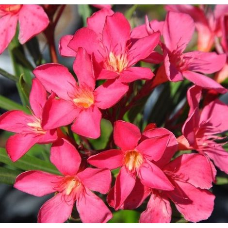 Oleandro a cespuglio "Nerium Oleander" pianta in vaso ø24 cm h. 1 metro circa - Rosa intenso