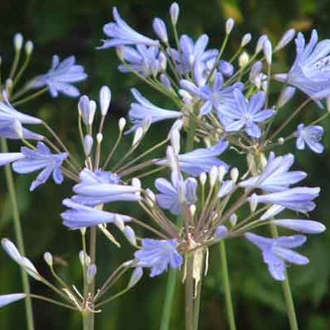 4 x Agapanthe  - Agapanthus 'Peter Pan'  - godet 9x9 cm (1/4)