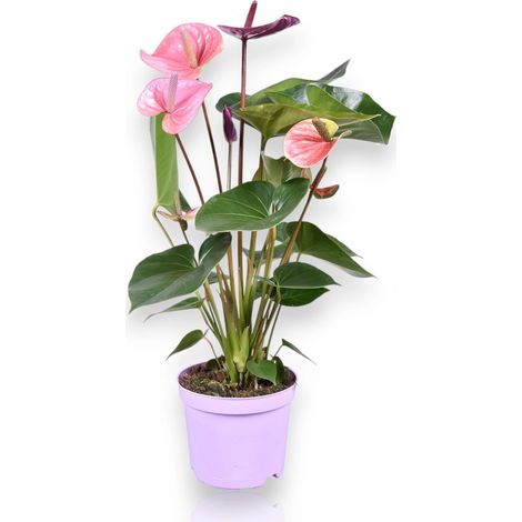 Gardenaria Anthurium andreanum 'Cavalli' - Pianta da interno ornamentale - Altezza: 50 cm (vaso 14) (1/5)