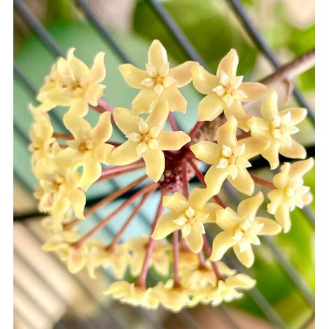 Hoya HOYA QUINQUENERVIA VASO 12 Pianta Tropicale da Collezione