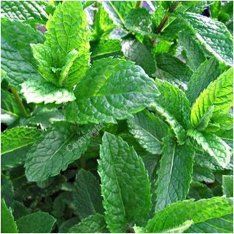 4 x Menthe verte - Mentha spicata 'Marocco' - godet 9x9 cm (1/5)