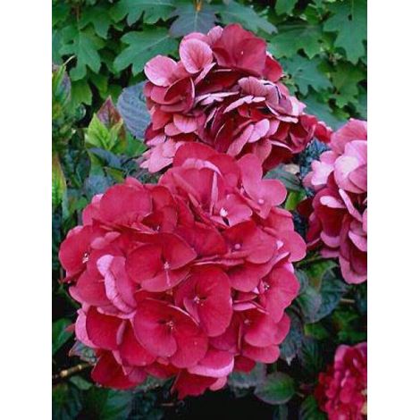 Hortensia 'Merveille Sanguine' Pot de 2L/3L (1/2)