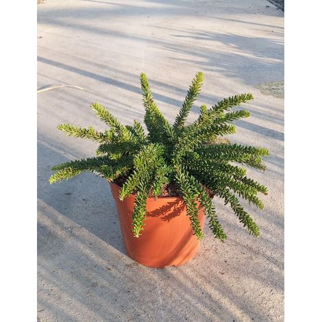Grevillea Mount Tamboritha Pot 24 cm Persistant Tapissant à Fleurs (1/3)