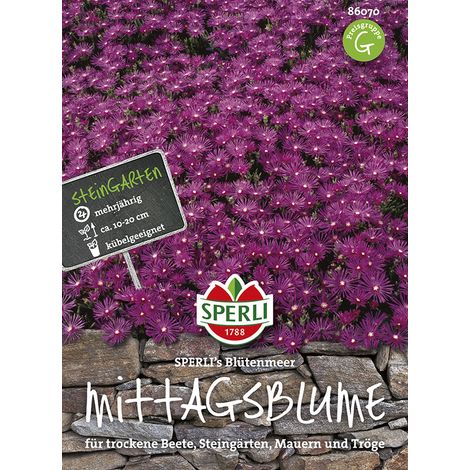 Sperli – Ficoïde vivace Delosperma Sperli's Blütenmeer – Graines de fleurs, vivace, hauteur env. 10-20 cm (1/2)