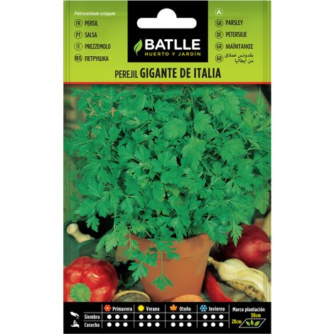Semillas de Perejil gigante de Italia  Batlle