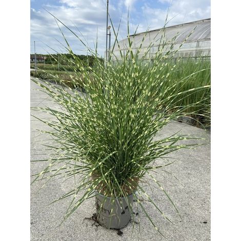 Gardenaria Miscanthus sinensis 'Strictus Dwarf' - Graminacea ornamentale da esterno - Altezza: 60 cm (vaso 17) (1/3)