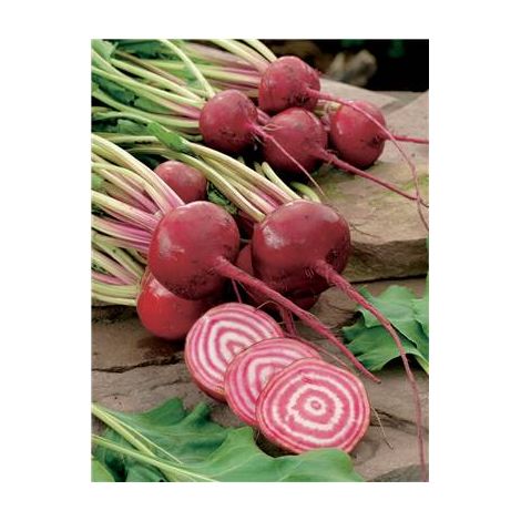 BETTERAVE CHIOGGIA - 5 G