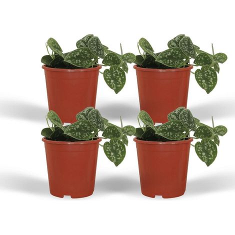 Lot de 4 Scindapsus Pictus Plantes Grimpantes ou Suspendues Feuillage Panaché Pots 12-15 cm - PANGIVO (1/5)
