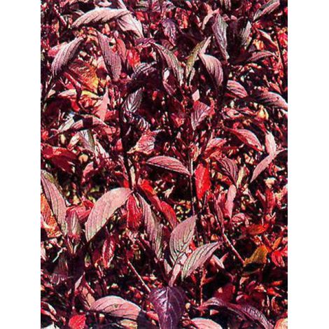 Cornouiller blanc 'Kesselringii' Pot de 2L/3L (1/3)