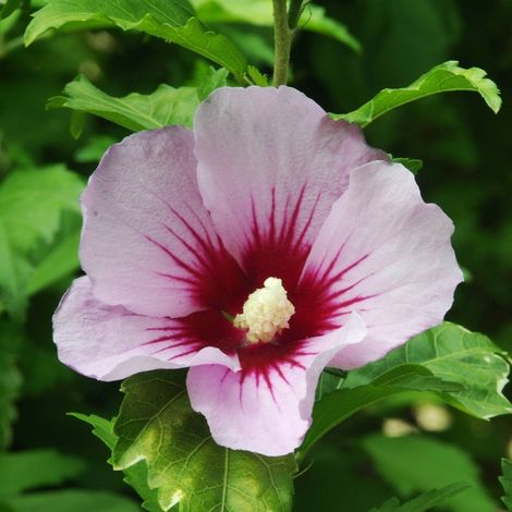 PIANTA DI HIBISCUS SYRIACUS VASO 16 ALTEZZA 30/40 cm (foto reali) COLORI MIX-HAMABO