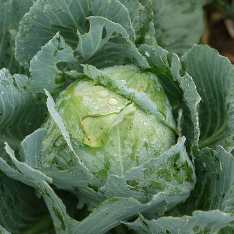 Plants de Chou cabus Bison HF1/Barquette de 6 mottes