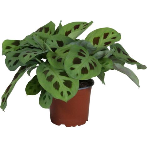 Maranta Leuconeura Kerchoveana - Plante de Prière d'Intérieur Décorative - Ø 12 cm - 30 cm - PANGIVO (1/4)