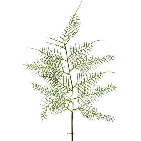 Branche Asparagus Plumosus verte H 60 cm