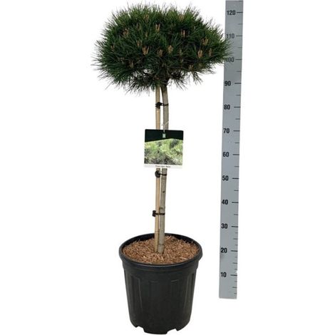 Pin noir d'Autriche nain Pot 15L 100cm - Pinus nigra Nana (1/2)