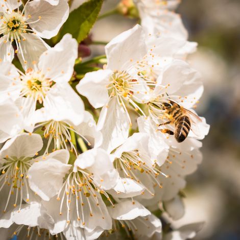 Laurier-cerise incisa kojou-no-mai - Prunus incisa kojou-no-mai 20/30 cm Pot 3L