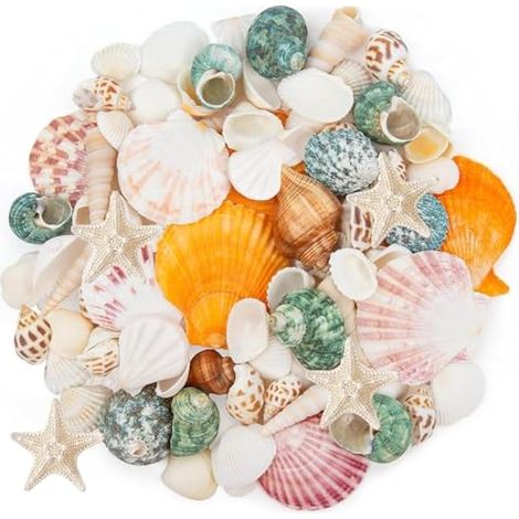 15 types de coquillages mélangés, 600g 3-7cm tailles variées, coquillages naturels étoiles de mer, remplissage pour aquarium vase, décoration plage thème fête DIY artisanat mariage maison