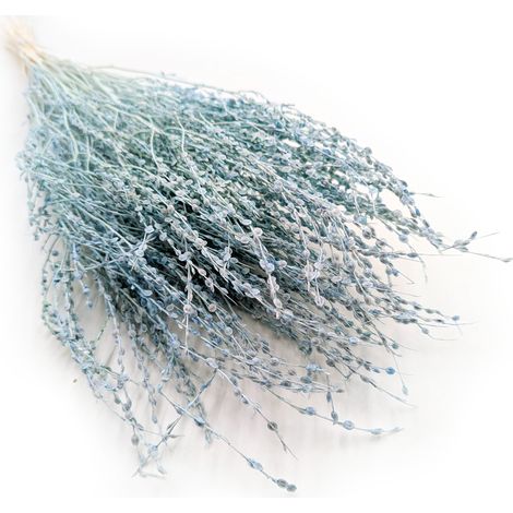 Lepidium (Lepidium sativum) - Menta