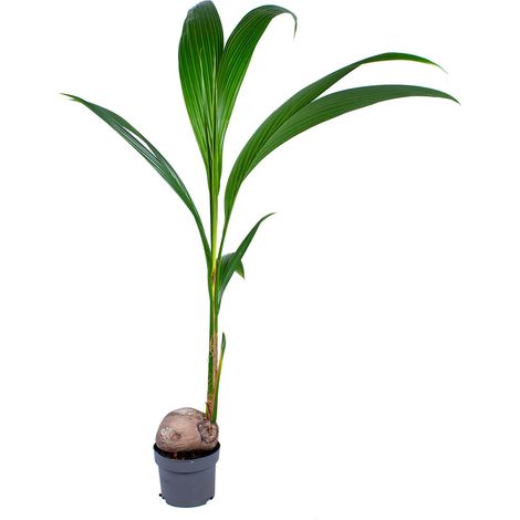 Bloomique - Cocos Nucifera - Cocotier - Plantes d’intérieur - Dépolluante - Sans danger pour les animaux - Hauteur 70-90 cm - Pot 19 cm