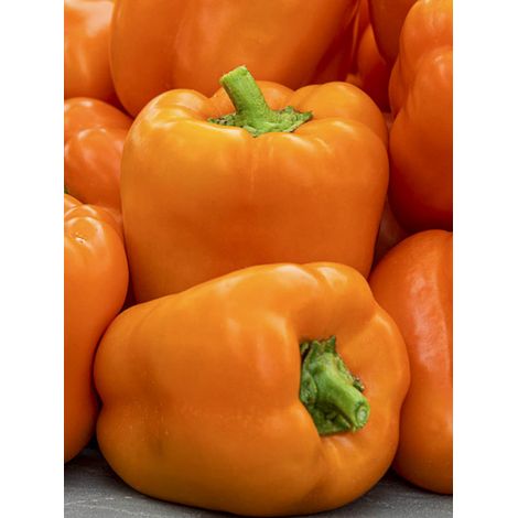 Poivron 'Orange Horizon' le sachet de 25 graines (1/2)