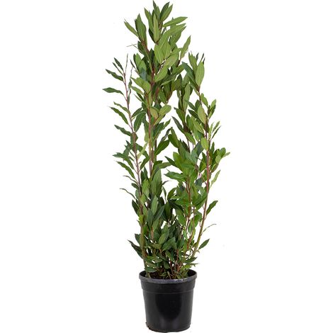Bloomique - Laurus Nobilis - Laurier vrai - Plante de laurier - Plantes de jardin - Rustique - Hauteur 80-100 cm - Pot 21 cm (1/5)