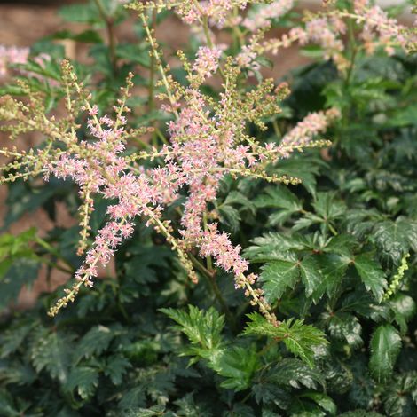 4 x Astilbe à feuilles simples 'Hennie Graafland' - godet 9x9 cm