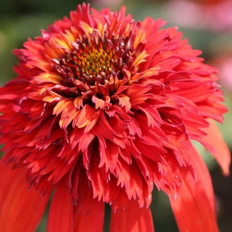 4 x Rudbeckia pourpre 'Hot Papaya'® - godet 9x9 cm (1/5)