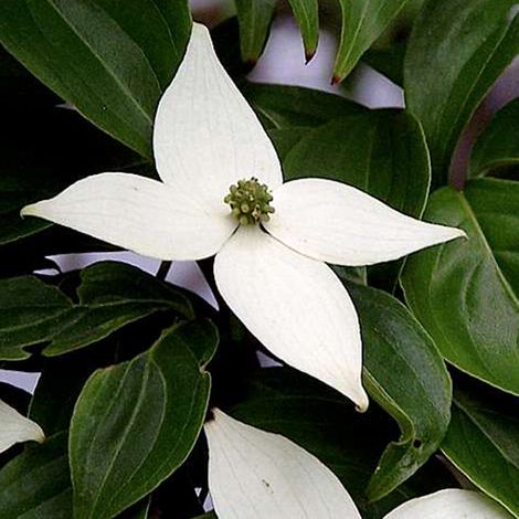 Cornouiller du Japon - Cornus kousa - 50-60 cm pot