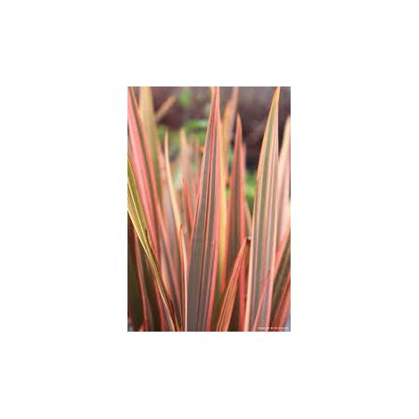 Phormium Sundowner – Pianta Sempreverde Ornamentale in Vaso 24 Decorativa