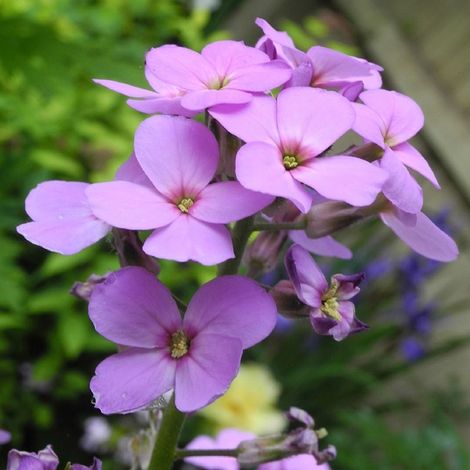 4 x Julienne des jardins - Hesperis matronalis  - godet 9x9 cm