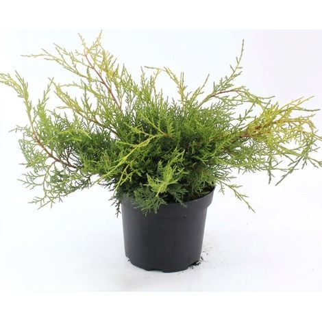Ginepro tappezzante "Juniperus x pfitzeriana Old Gold" pianta in vaso ø15cm (1/4)