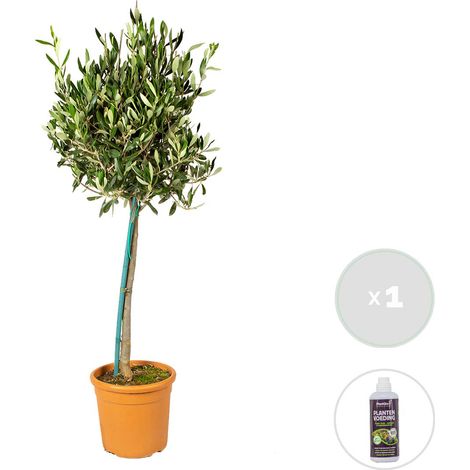Bloomique - Olea Europaea - Olivier sur tige - Plantes de jardin - Résistant au gel - Engrais inclus - Hauteur 80-100 cm - Pot 19 cm