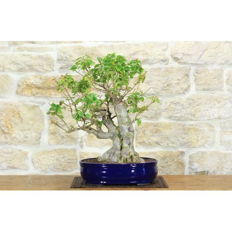 Bonsai di Bougainvillea Spectabilis (132)