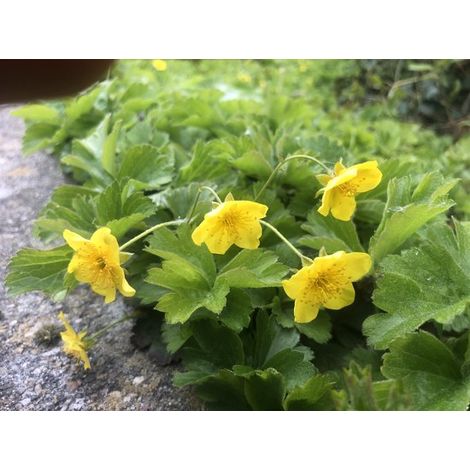 12 x Waldsteinia Ternata - Fraise dorée en pot de 9x9cm (1/2)