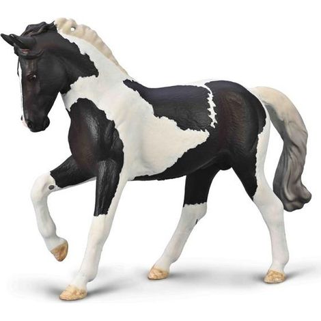 Semental tobiano negro de sangre caliente