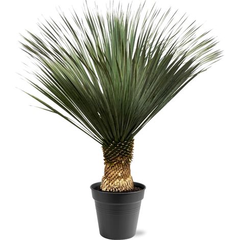 Yucca Rostrata Plante Exotique Résistante pour Jardin ou Salon Hauteur 130-150 cm Ø50 cm - PANGIVO (1/5)