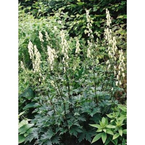 Aconit septentrionale 'Ivorine' Godet de 8/9 cm (1/4)