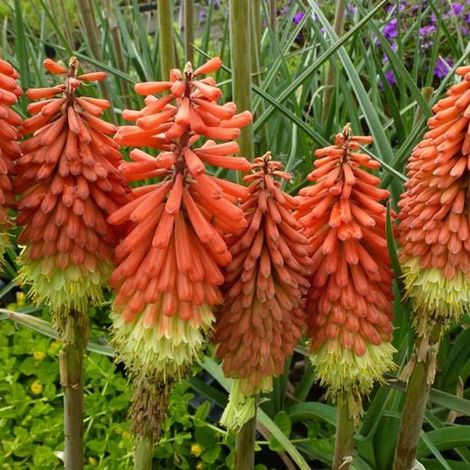4 x Tritoma  - Kniphofia uvaria 'Royal Castle'  - godet 9x9 cm