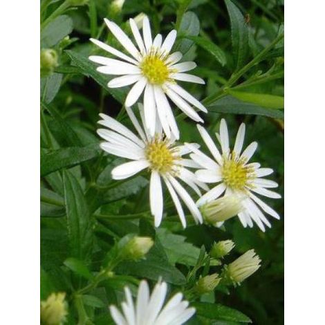 Aster 'Ashvi' Godet de 8/9 cm (1/3)