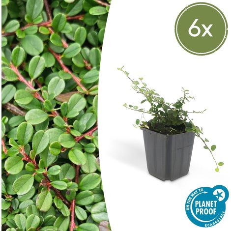 Lot de 6 Cotoneaster procumbens 'Streib's Findling' Plante Couvre-sol Vigoureuse 10-25 cm Ø9 cm - PANGIVO (1/5)