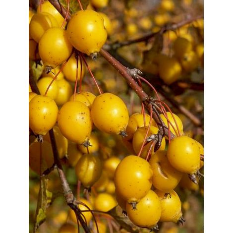 Pommier d'ornement 'Contesse de Paris' Pot de 7,5L/10L, Fuseau, Quenouille (1/2)