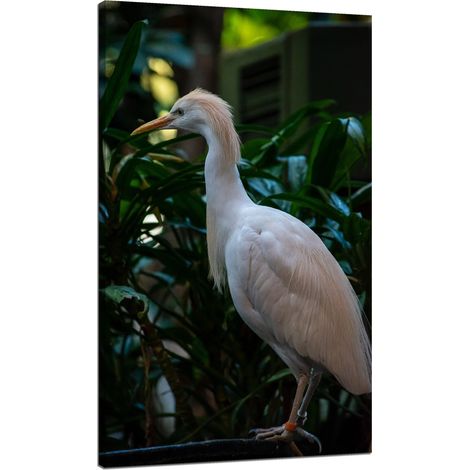 Lienzo impreso con animales: garceta bueyera, 70x120