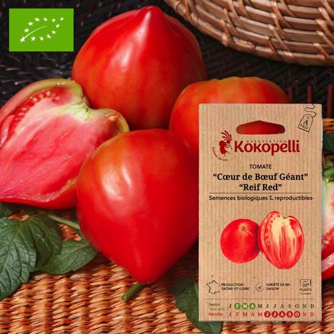 Tomate Rouge Mi-Saison Cœur de Bœuf Géant Reif Red- Graines bio à semer (1/2)