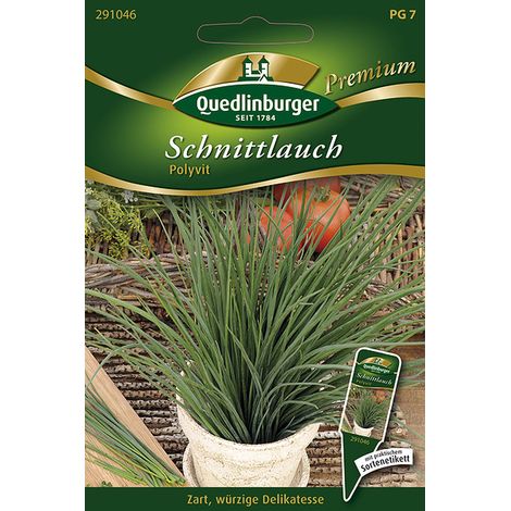 Quedlinburger Saatgut – Ciboulette « Polyvit » – Graines d'herbes aromatiques, vivace, tiges fines et relevées
