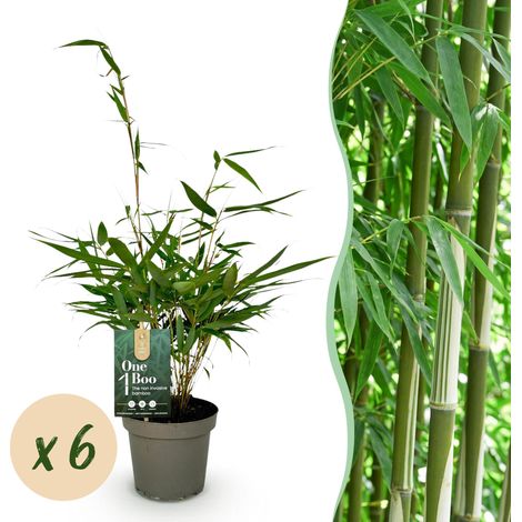 Bambou Fargesia robusta Pingwu Non Traçant Persistant Vert Lot de 6 Plantes - PANGIVO (1/5)