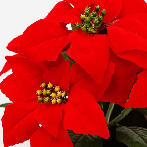 Plante Artificielle en Pot avec Lampe LED, Décoration de Noël Étoile de Noël Lumineuse (1/5)